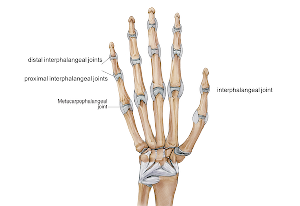 Wrist Hand Anatomy